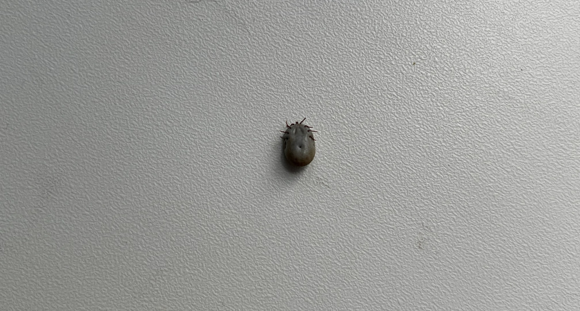 В Конце ноября в Челябинской области зафиксирован укус клеща