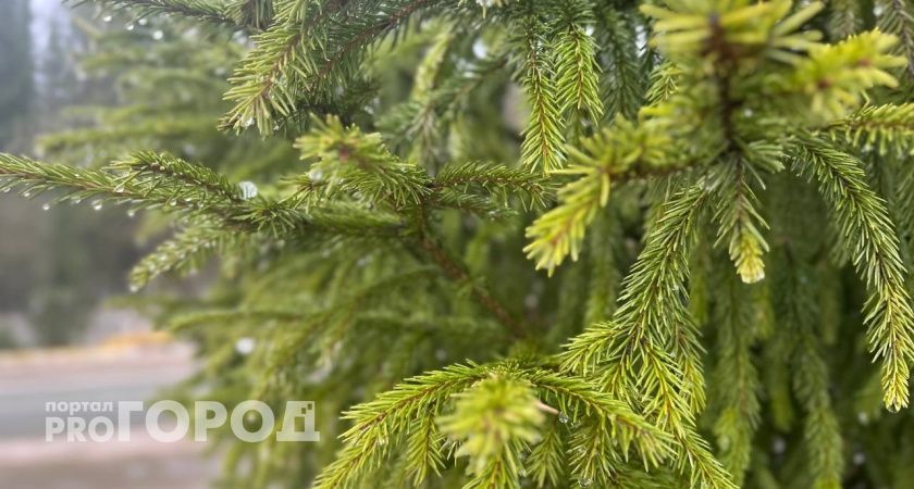 В Челябинской области 3 декабря потеплеет до +5 градусов 