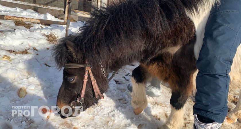 В Челябинской области погибла лошадь из-за вспышки пироплазмоза