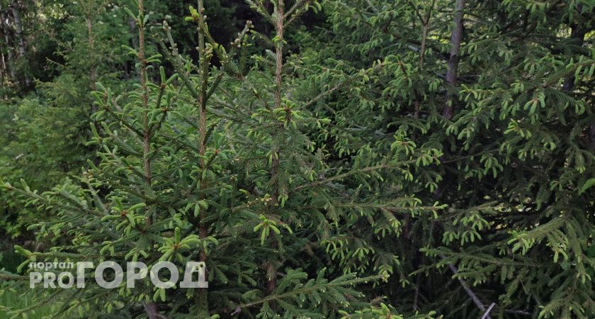 В Челябинской области незаконно срубили новогодние ели