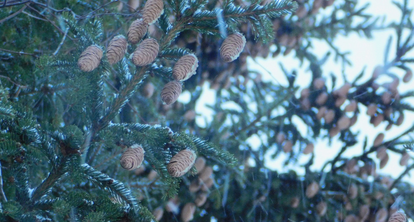 В Челябинской области началась резкая смена погоды с приходом арктического холода