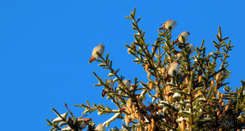 В Челябинской области ожидается морозная ночь с осадками и гололедицей