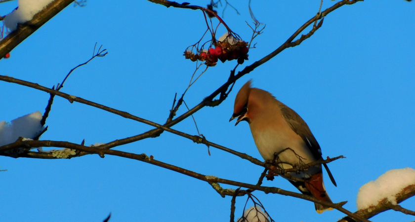 В Челябинской области 10 декабря установится морозная погода без существенных осадков