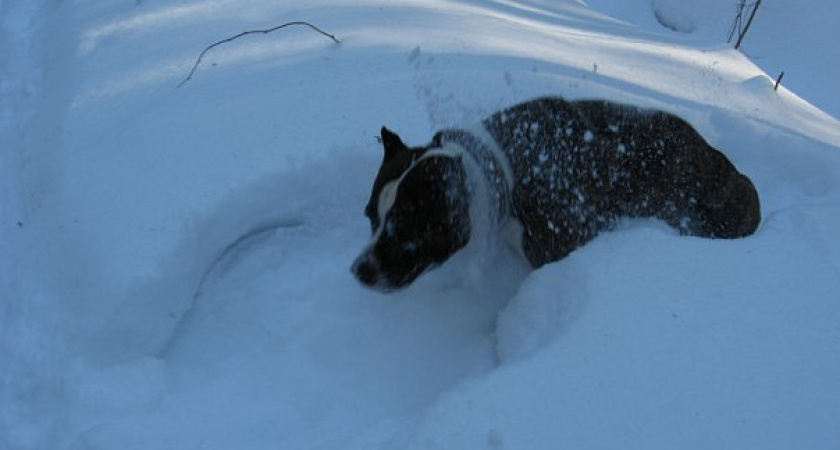В Челябинской области предупредили водителей о сильном снегопаде и метелях