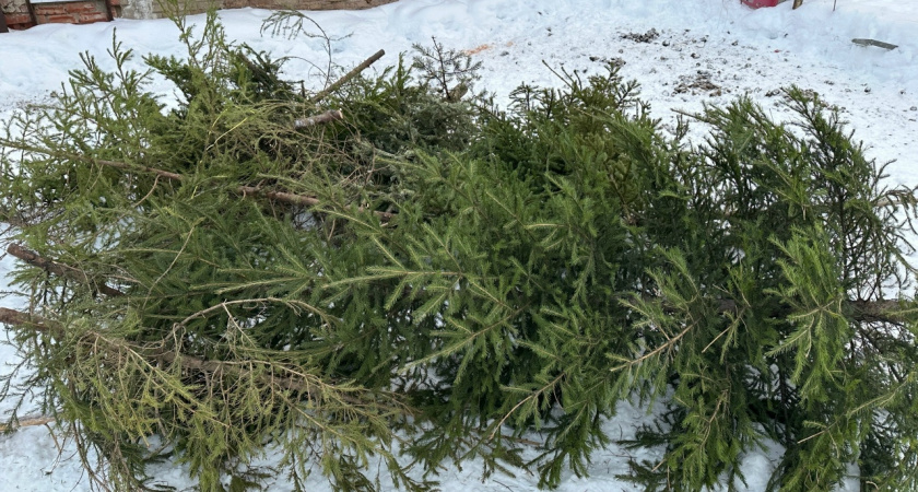 Полиция Южного Урала пресекла деятельность нескольких незаконных ёлочных базаров