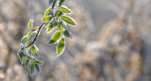В Челябинскую область придут заморозки  