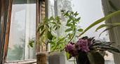 Топ - 9 самых красивых комнатных растений, которые цветут в зимний период