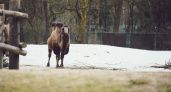 Челябинский зоопарк ждет гостей в новогодние праздники: расписание и детали