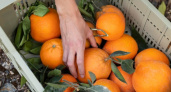 В Челябинскую область запретили ввоз 36 тонн пакистанских мандаринов: нарушены требования фитосанитарного контроля