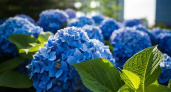 Гортензии удивят размером и запахом — в марте нужно сделать эти 2 важных шага