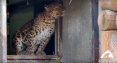 В Челябинске леопарды наслаждаются теплом после зимней спячки