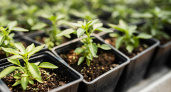 Рассада из щуплой превратилась в роскошную: добавил и теперь радуюсь - рецепт проверенной подкормки
