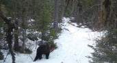 В Челябинской области в нацпарке "Зигальга" дикие звери вышли на туристические тропы 