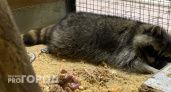 Челябинские нотариусы взяли под опеку истощенного енота