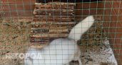 Волки из челябинского зоопарка отметили свой День рождения