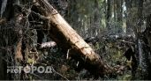 В Челябинской области задержали лесоруба-браконьера