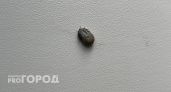 Челябинская область в топах по обращениям из-за укусов клещей