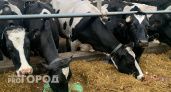 На ферме под Челябинском выявили нарушения ветеринарных норм
