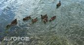 В Челябинске провели операцию по переселению утиной семьи