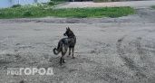 Челябинцам рассказали об опасности лептоспироза для животных
