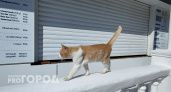 “Четыре дня мяукал”: в Челябинске соседи спасли котенка, которого хозяин оставил в квартире