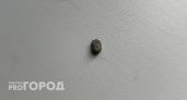Челябинская область вошла в топ-10 по укусам клещей среди регионов России