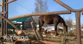 В Челябинской области ведутся поиски места для разведения лошади Пржевальского