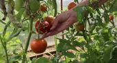 Обрызгала кусты простым раствором из кухни — и фитофтора сходит на нет уже к утру: листья чистые, плоды целые, урожай спасён