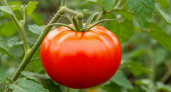 Помидоры слаще меда: хватит всего 1 ложки на ведро — вымахают упитанные и мясистые
