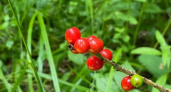 В челябинском нацпарке созрели ядовитые ягоды волчеягодника