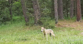 В Челябинской области волк забрал у туристов сумку с продуктами