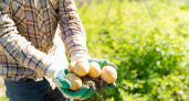 Лопату в сторону - подкапываю молодой картофель лишь только так: клубни один к одному как на подбор