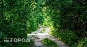 В одном из городов Южного Урала ищут гуляющего медведя 