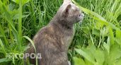 В Челябинской области повторно оштрафован владелец незаконных выставок животных 
