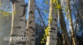 Южноуралец незаконно вырубил в лесу березы на 300 тысяч рублей