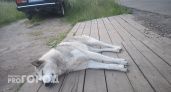 В Челябинске собака напала на детей: мать оставила питомца в квартире с несовершеннолетними и ушла 