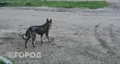 Бастрыкину пожаловались на нелегальный приют для собак в Челябинской области 