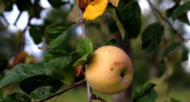Дачники, всего 2 действия с яблоней в октябре - и плодов в новом сезоне будет как звёзд в небе