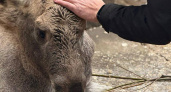 В южноуральском нацпарке борются за жизнь осиротевшего лосенка, поступившего в критическом состоянии